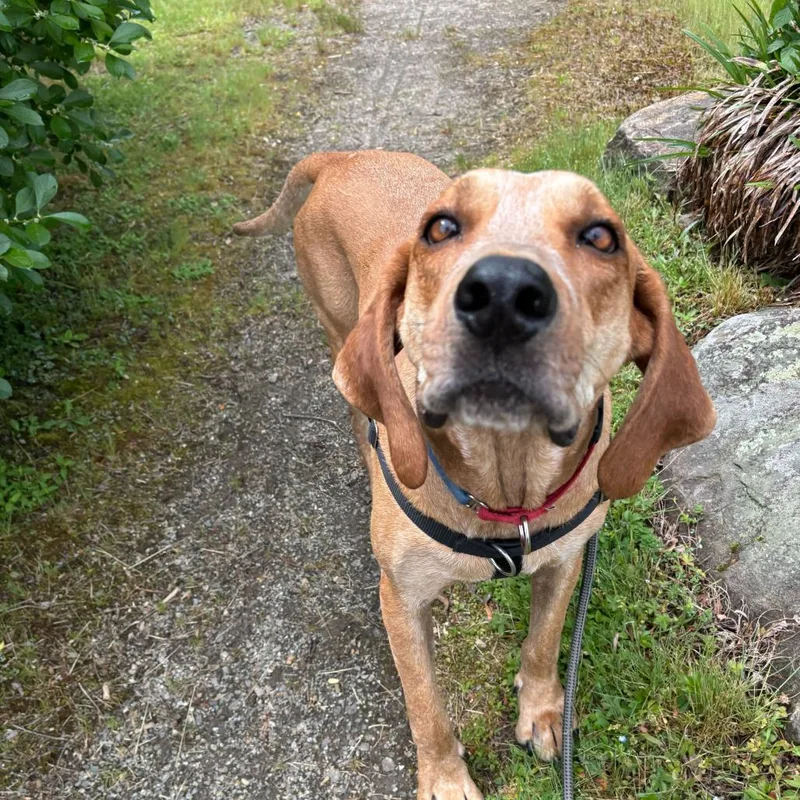 Humphrey thumbnail 4
