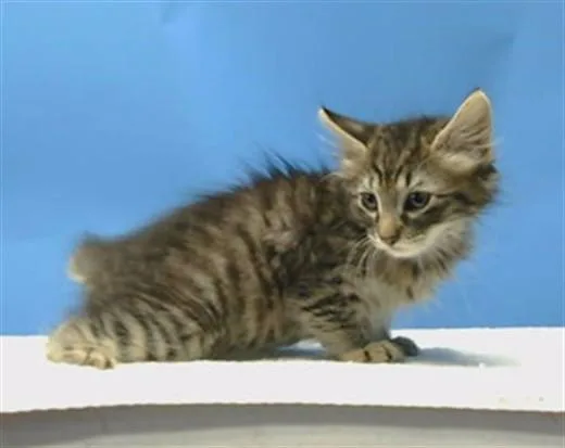 A baby small-sized male Domestic Medium Hair cat named Andy for adoption in Gardena, CA