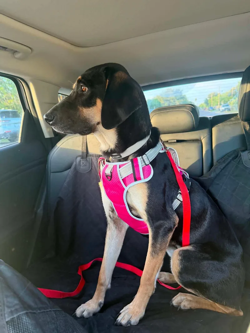 A young medium-sized female Mixed Breed dog named Mandy for adoption in Boise, ID
