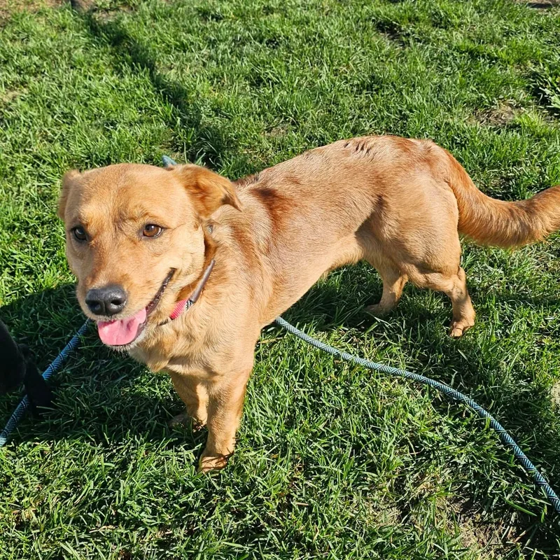 A young medium-sized female Dachshund dog named Laverne for adoption in Minooka, IL