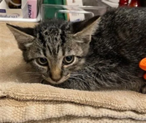 A baby small-sized female Domestic Short Hair cat named Mj for adoption in Baytown, TX