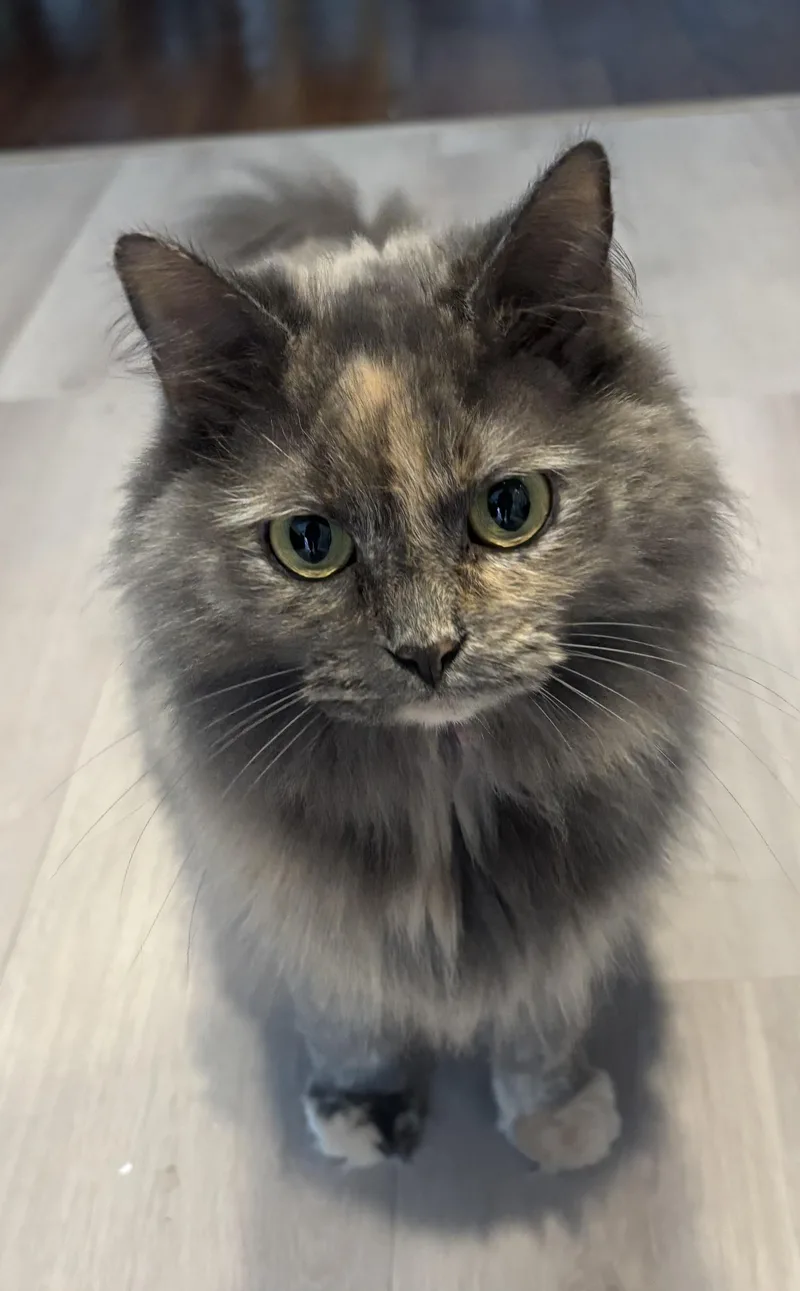 An adult medium-sized female Domestic Long Hair cat named Emma for adoption in Westfield, NJ