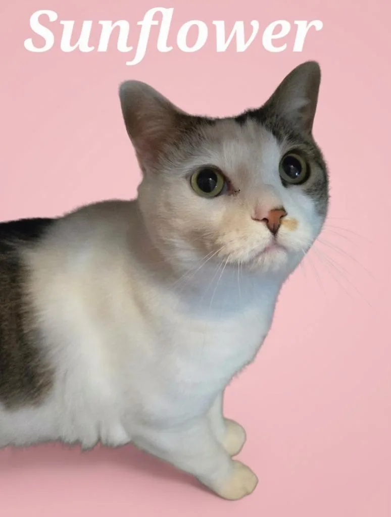A young medium-sized female Domestic Short Hair cat named Sunflower for adoption in Rutherfordton, NC