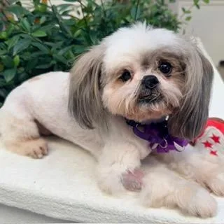 A senior small-sized male Shih Tzu dog named Yahtzee for adoption in Santa Monica, CA
