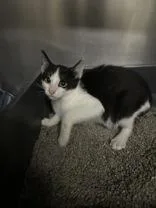 A young medium-sized male Black & White / Tuxedo Domestic Short Hair cat named Radium for adoption in Manitowoc, WI