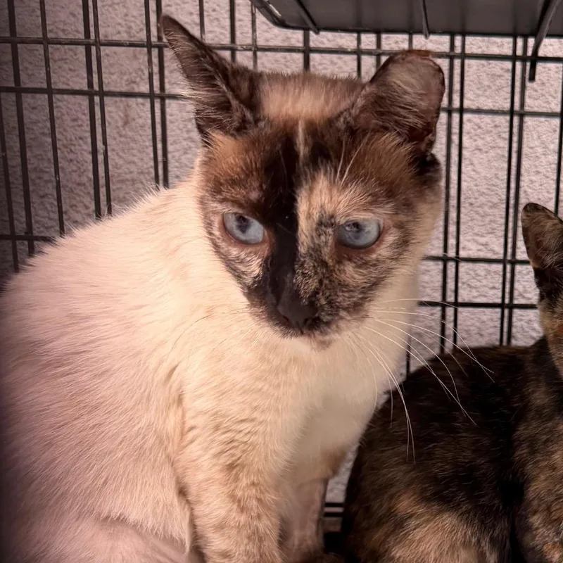 An adult small-sized female Tortoiseshell Siamese cat named Margie for adoption in Long Beach, CA