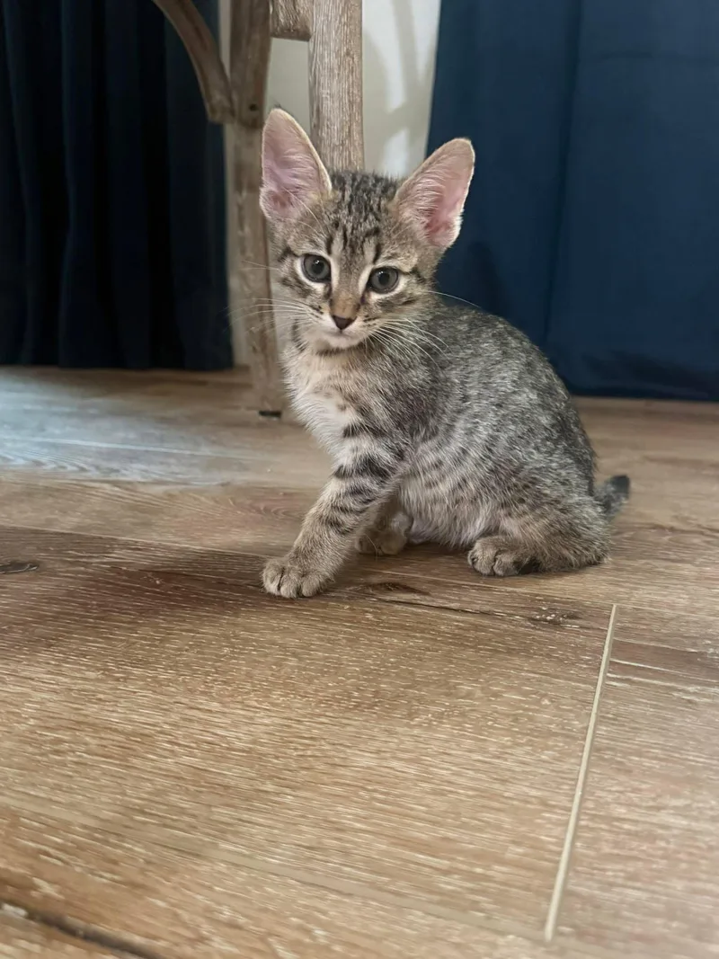 A young medium-sized male Domestic Short Hair cat named Pim for adoption in Scottsdale, AZ