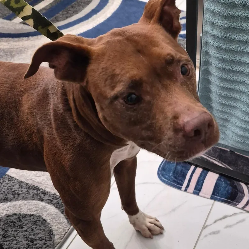 A senior medium-sized female Brown / Chocolate Mixed Breed dog named OwnerMatchReviewBlackmonRoad"Caramel" for adoption in Columbus, GA