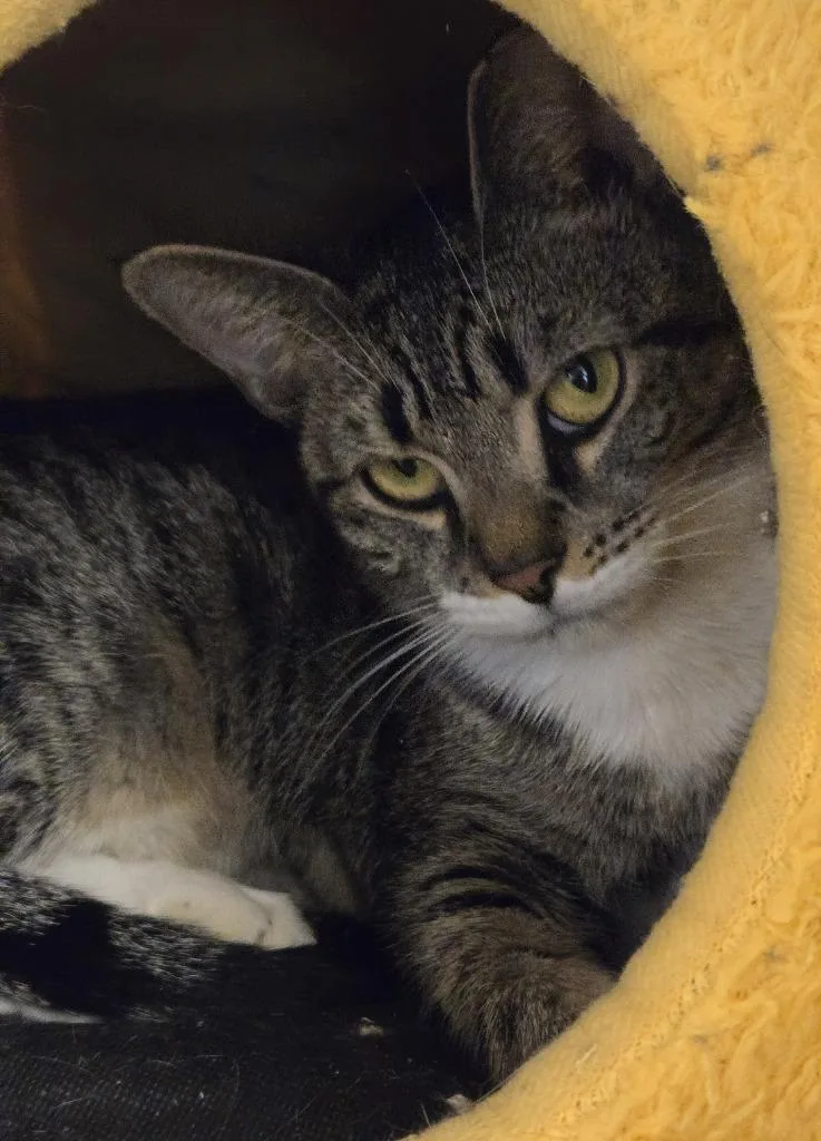 A young medium-sized female Domestic Short Hair cat named Togepi for adoption in Windsor, CT