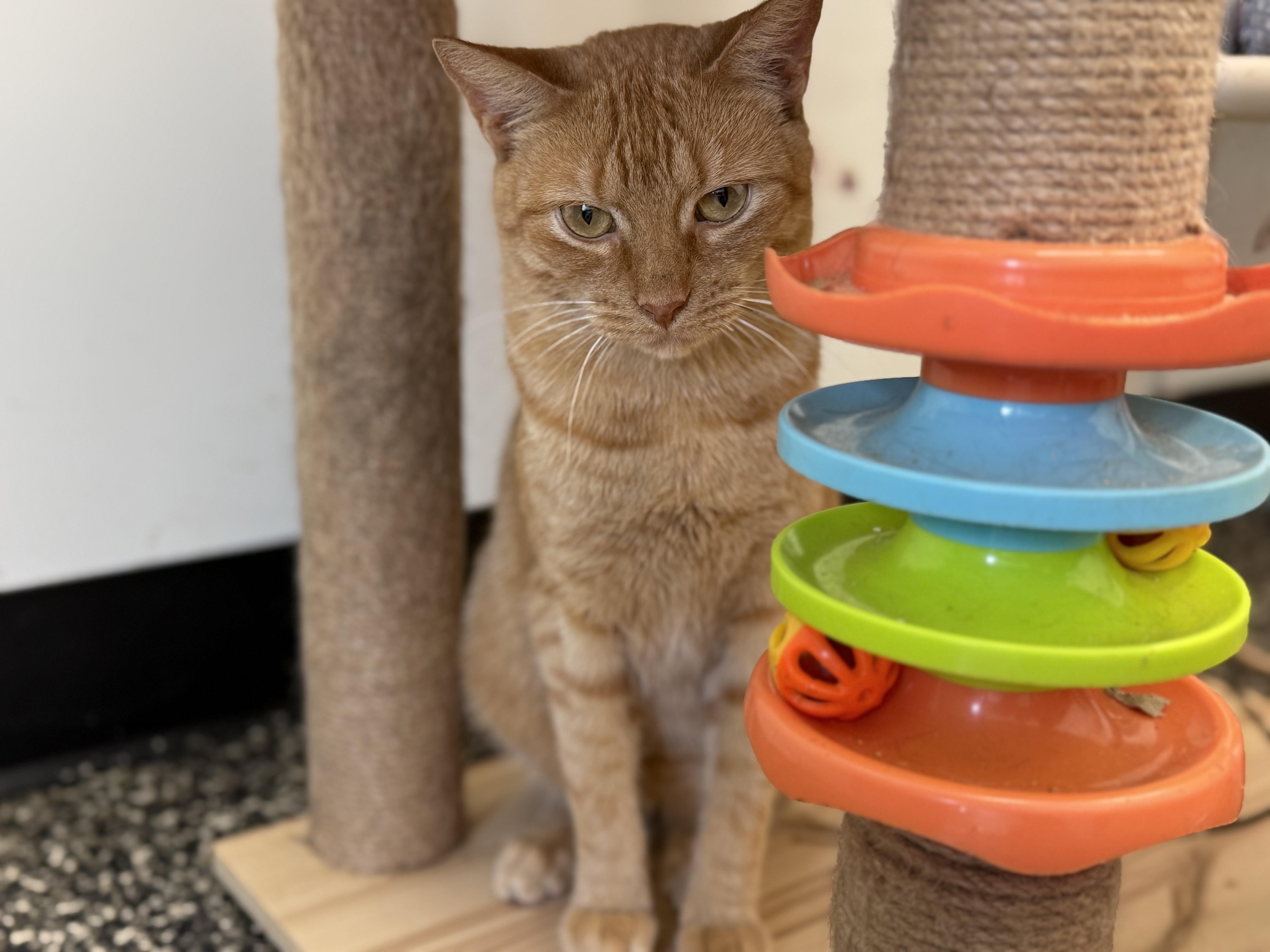Tommy Meowtin
