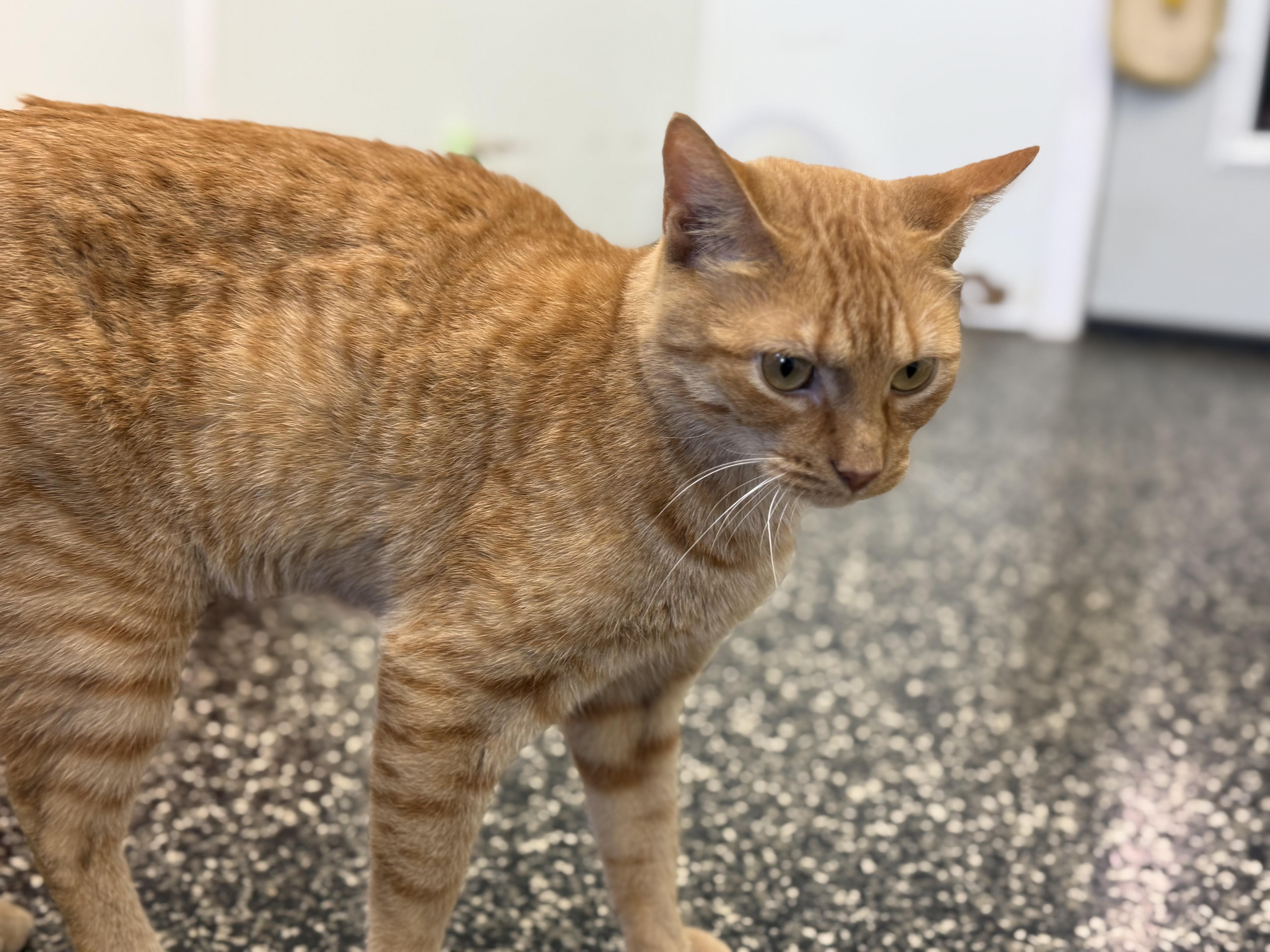 Tommy Meowtin thumbnail 2