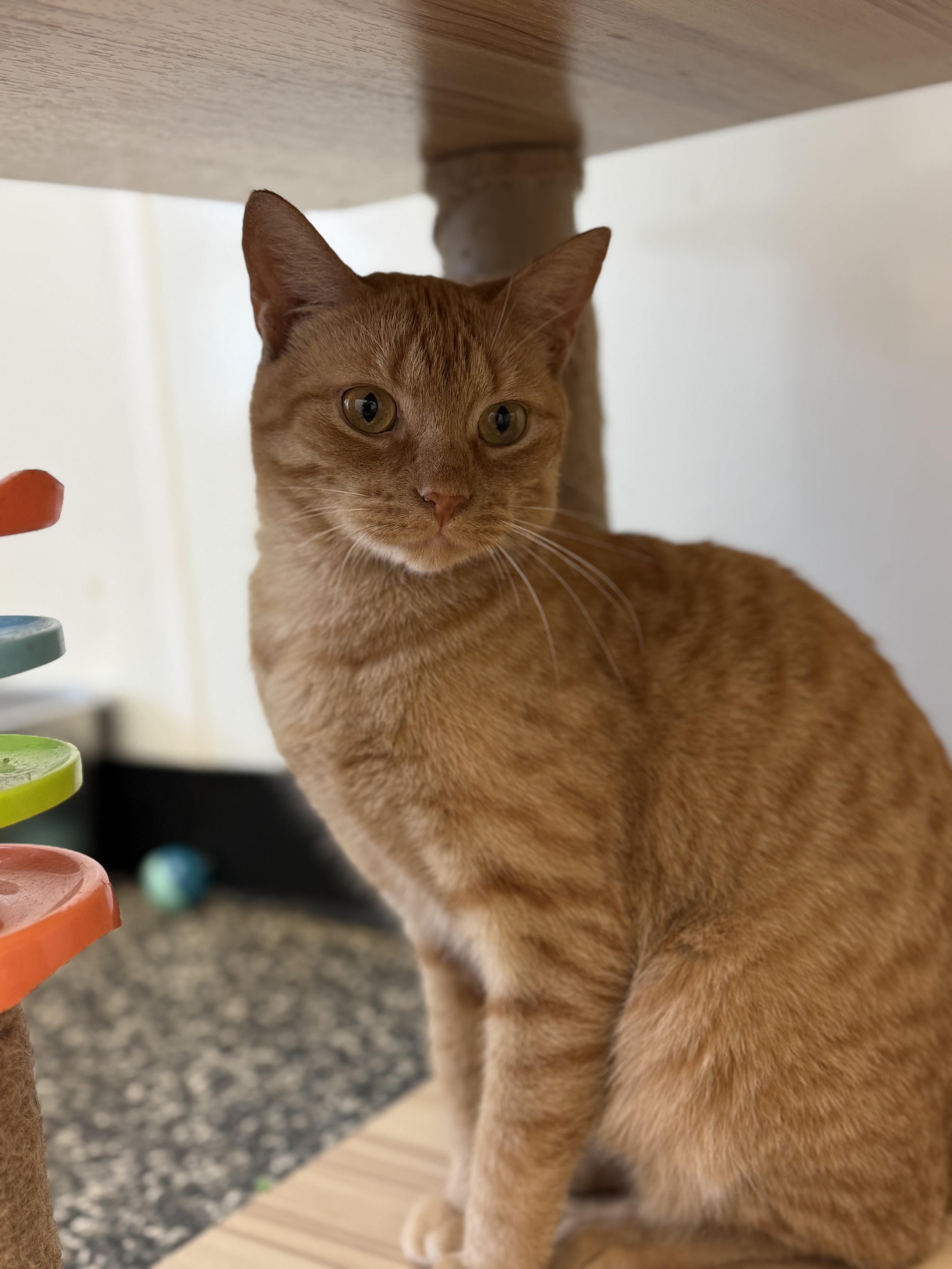Tommy Meowtin thumbnail 3