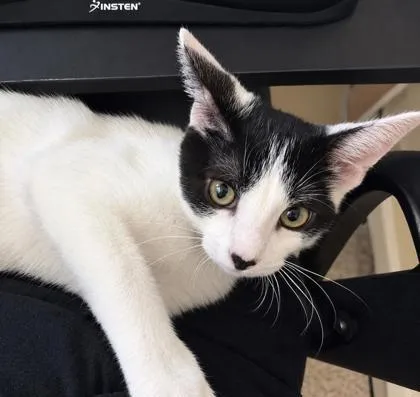 A baby small-sized male Domestic Short Hair cat named Dragonfruit for adoption in Elk Grove Village, IL