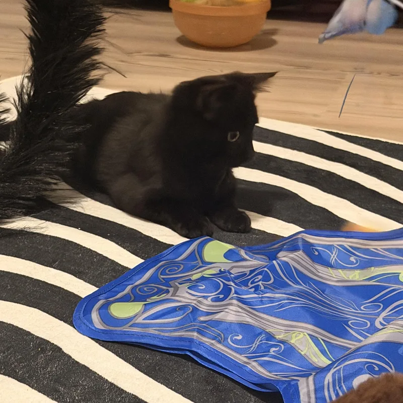 A baby medium-sized female Black Domestic Short Hair cat named Salem for adoption in Denver, NC