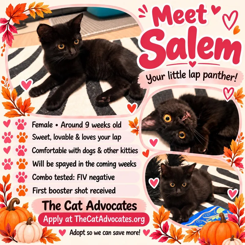 Salem thumbnail 2
