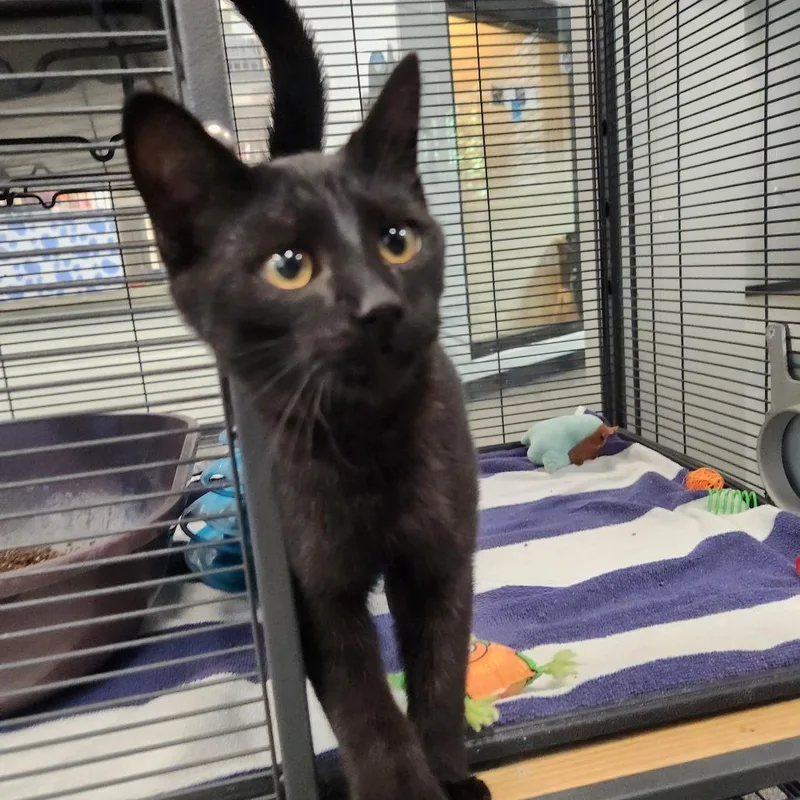 A baby medium-sized male Black Domestic Short Hair cat named Greg for adoption in Grand Rapids, MI