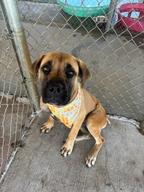 An adult medium-sized female Red / Chestnut / Orange Boxer dog named Ellie for adoption in Fayetteville, AR