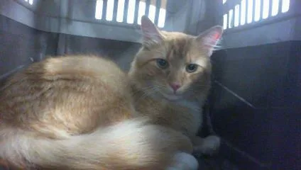 An adult large-sized male Domestic Medium Hair cat named Plinko for adoption in Charlotte, NC