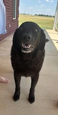 Bubba thumbnail 2