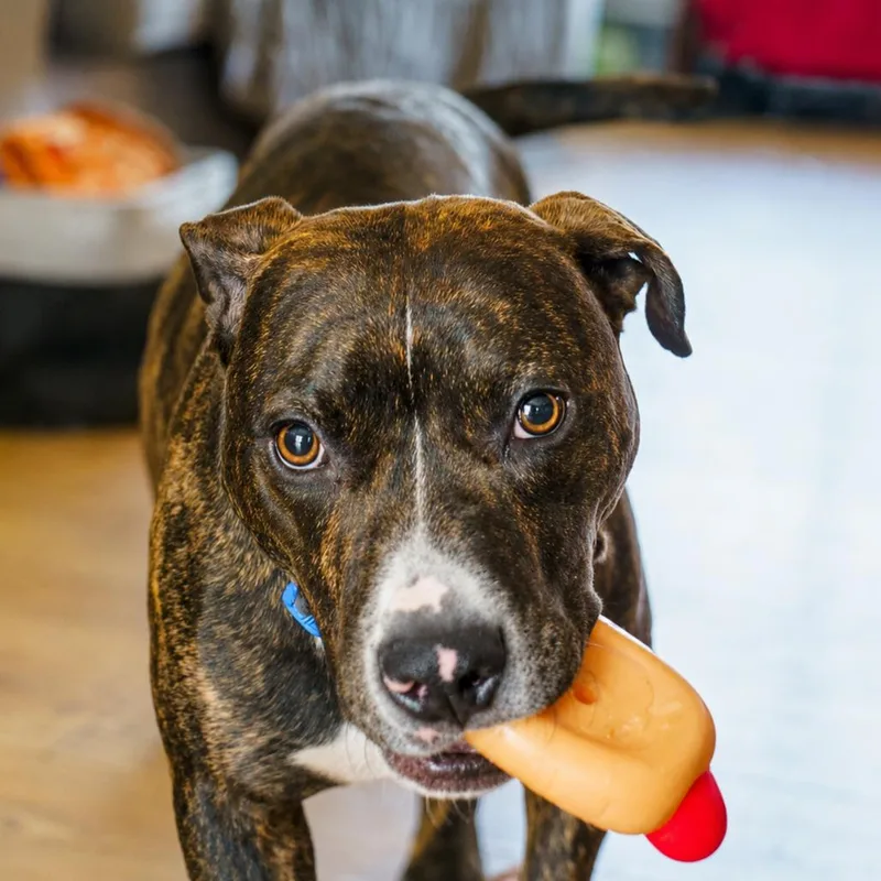 A young medium-sized male Brindle Pit Bull Terrier dog named Ollie D for adoption in Princeton, MN