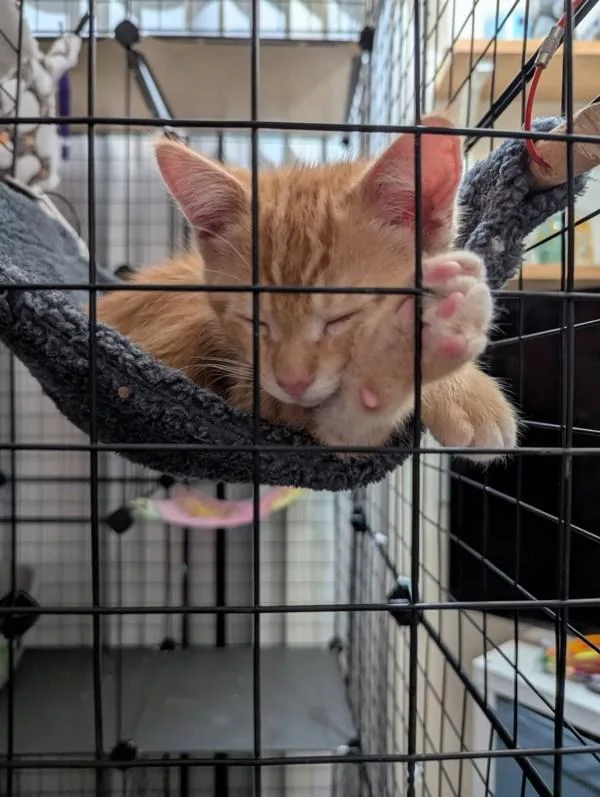 A baby small-sized male Domestic Short Hair cat named Mickey for adoption in Bonsall, CA