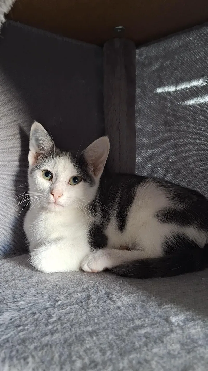 A young medium-sized female Gray & White Domestic Short Hair cat named Velma for adoption in BUTLER, PA