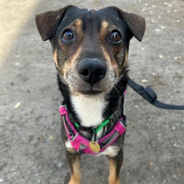 Lightning Mcqueen thumbnail 3