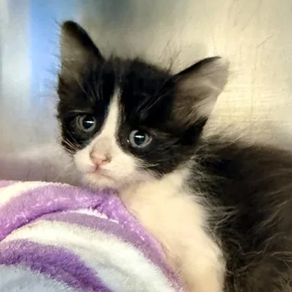 A young small-sized male Domestic Short Hair cat named Lobster for adoption in Phoenix, AZ
