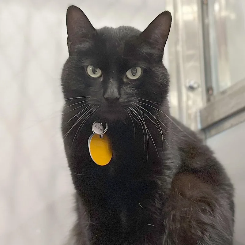 An adult small-sized male Domestic Short Hair cat named Boots for adoption in Port Washington, NY