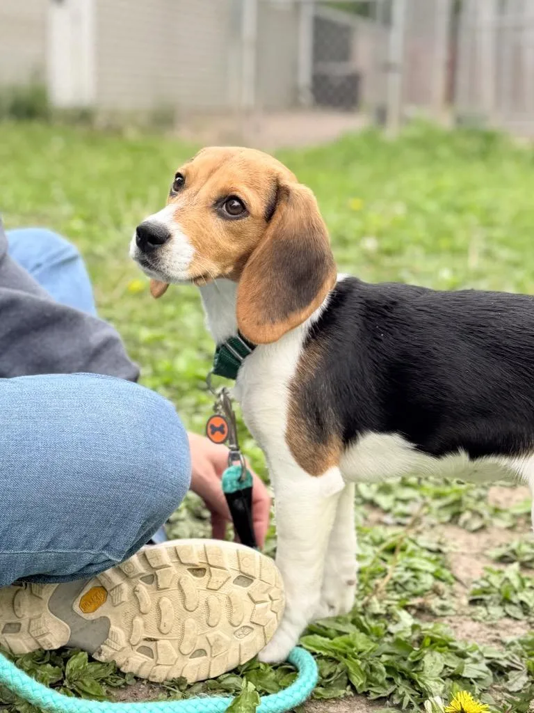 A baby medium-sized female Mixed Breed dog named Everything for adoption in Menomonie, WI