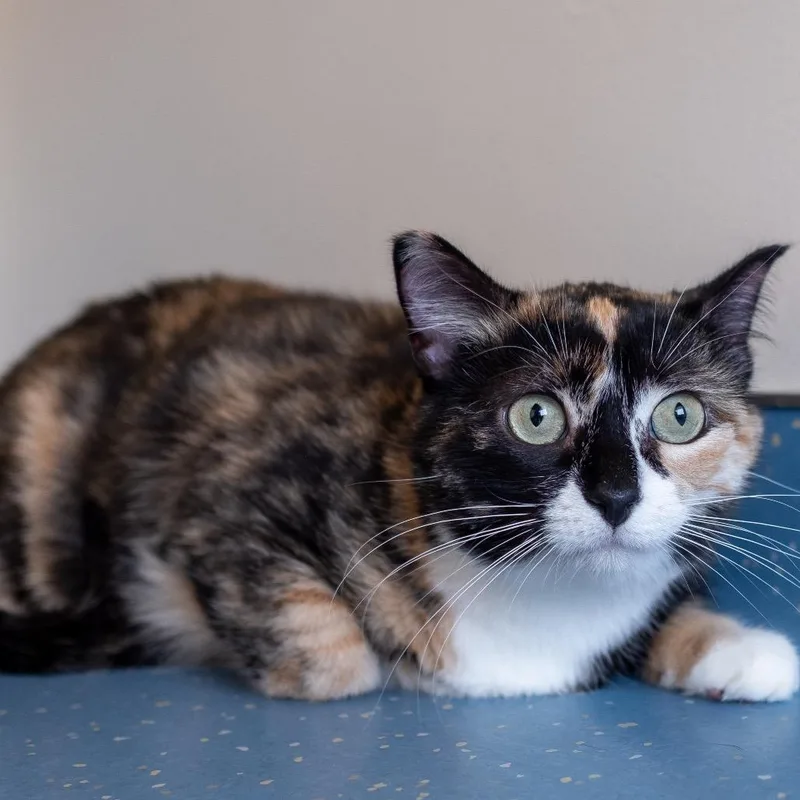 An adult large-sized female Calico Domestic Short Hair cat named Rita for adoption in Inver Grove Heights, MN