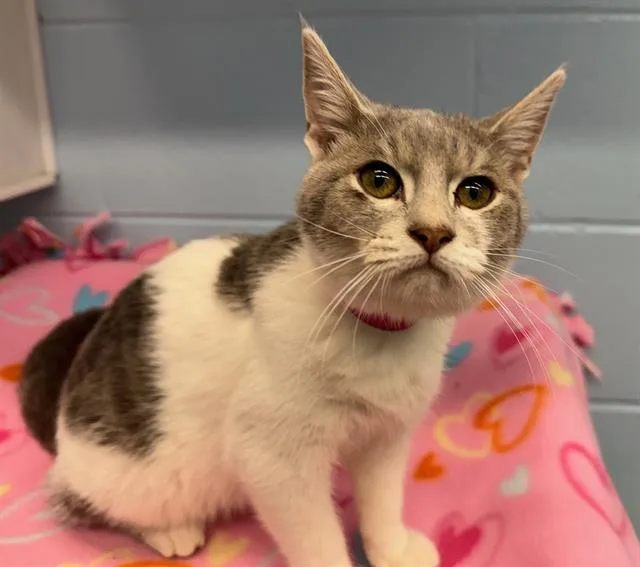 A baby small-sized female Domestic Short Hair cat named Sloan for adoption in Peoria, IL