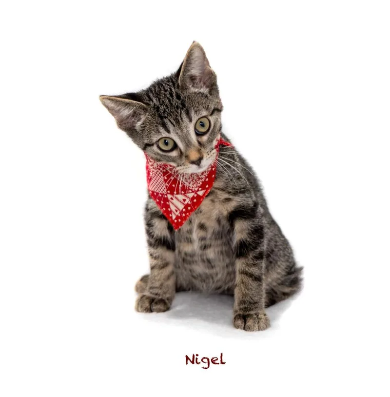 A baby small-sized male Domestic Short Hair cat named Nigel for adoption in Hot Springs Village, AR