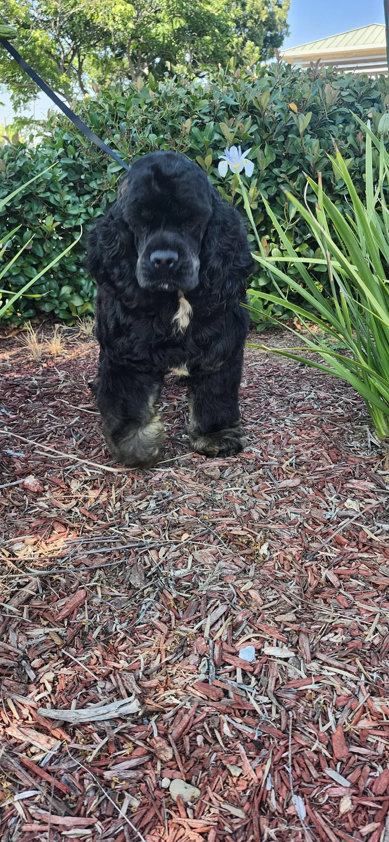 A young small-sized male Black Cocker Spaniel dog named Pirate Update for adoption in Torrance, CA