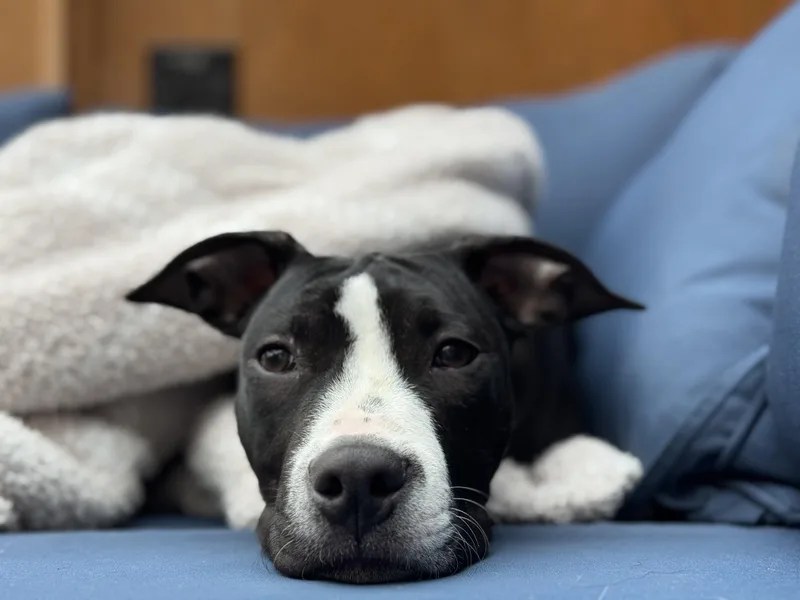 A baby medium-sized male Black Pit Bull Terrier dog named Wally for adoption in Nutting Lake, MA