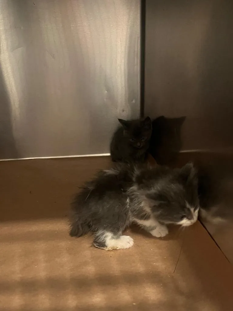 A baby large-sized male Domestic Short Hair cat named Dill for adoption in Cartersville , GA