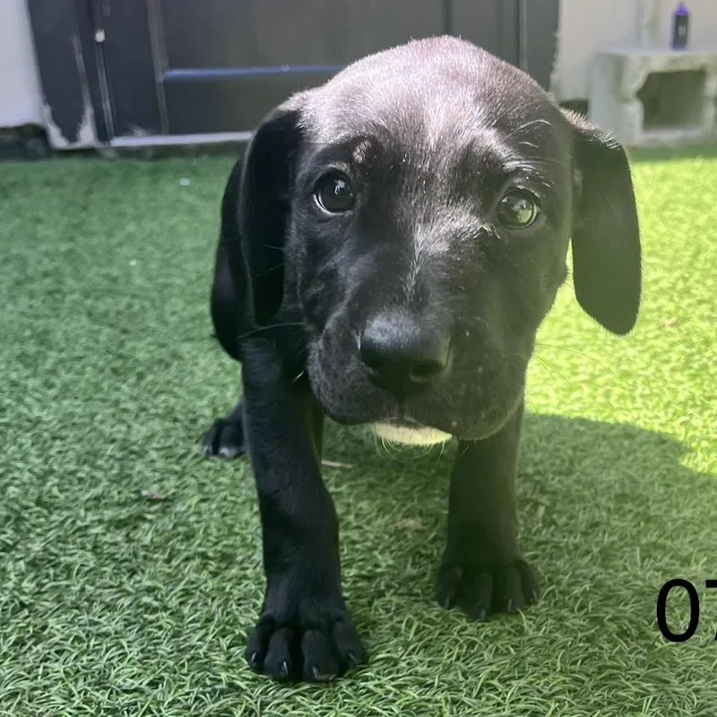 A baby medium-sized female Black Mixed Breed dog named Honey for adoption in LOXAHATCHEE, FL