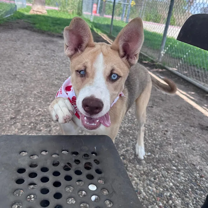 A young medium-sized female Bicolor Husky dog named Belle for adoption in Kempner, TX