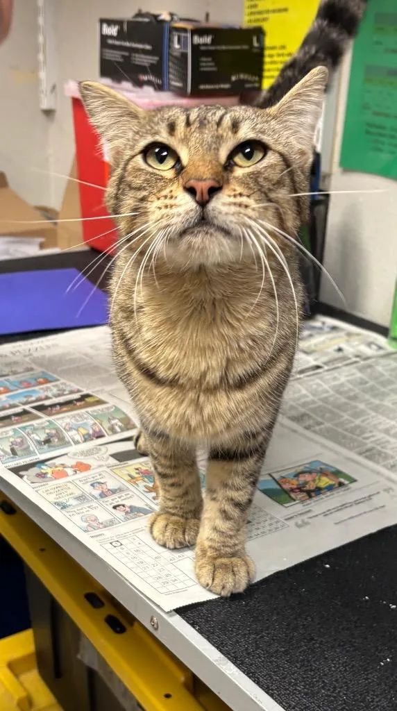 A young medium-sized male Domestic Short Hair cat named Heinz for adoption in Sorrento, LA