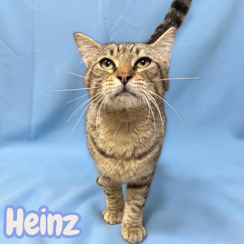 Heinz thumbnail 2