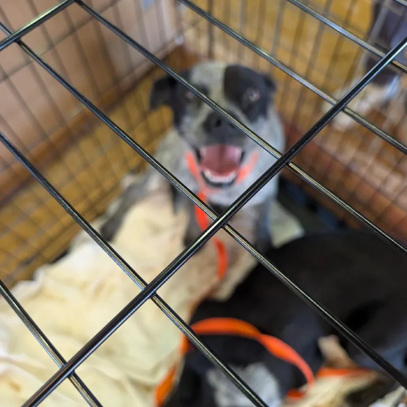 An adult medium-sized female Australian Cattle Dog / Blue Heeler dog named Electropop for adoption in Austin, TX