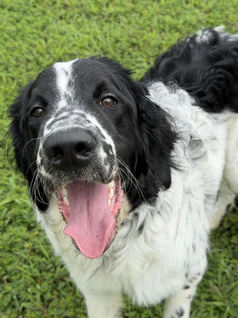 A young medium-sized male Black English Setter dog named Jeff for adoption in Manassas, VA