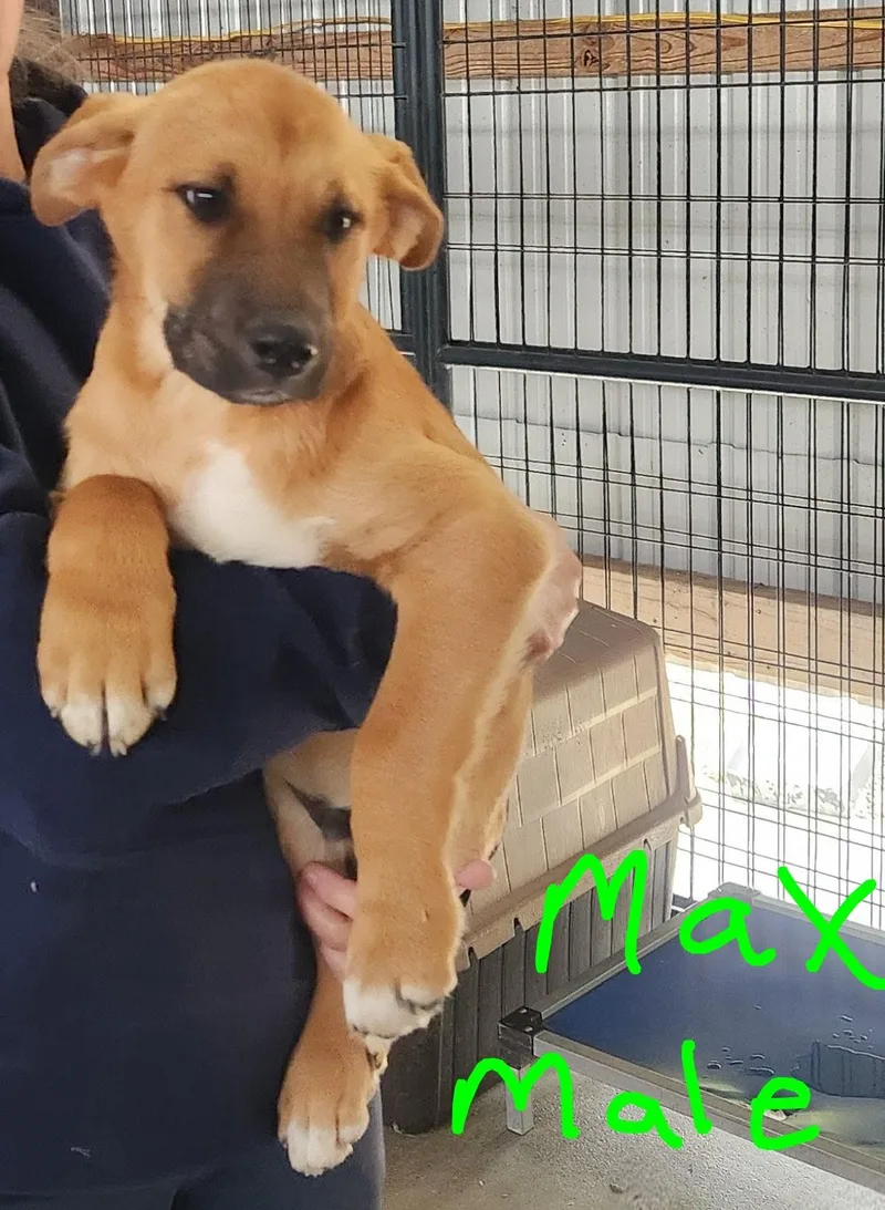 A baby medium-sized male Mixed Breed dog named Max for adoption in Manchester, CT