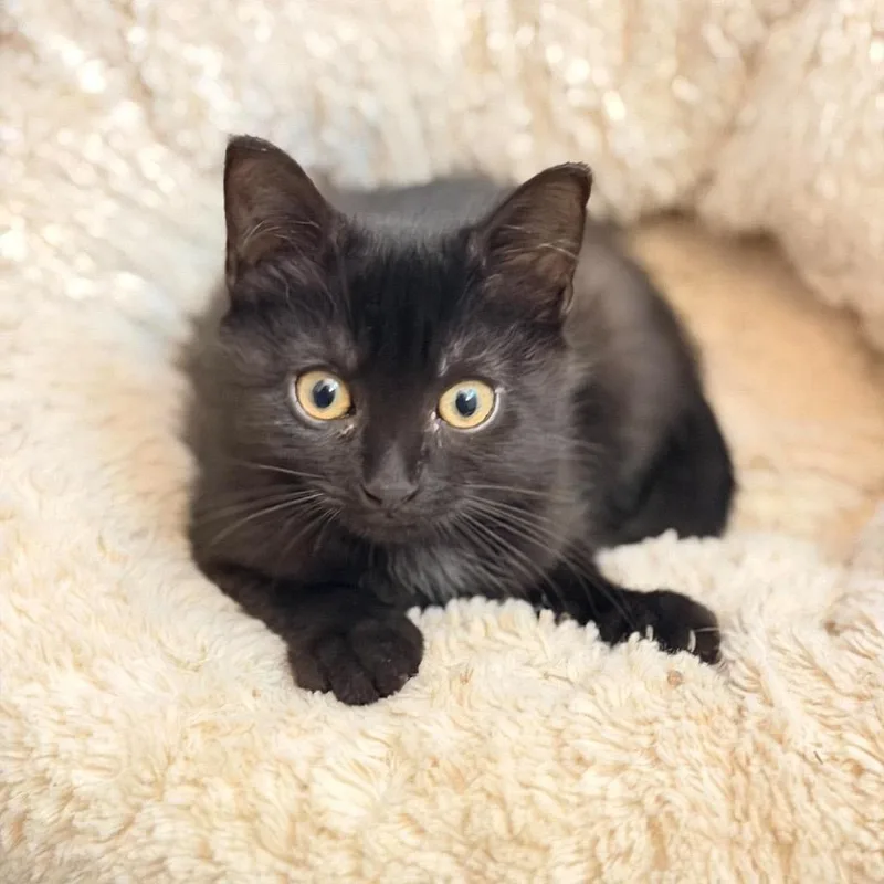 A baby small-sized male Black Domestic Short Hair cat named Simon for adoption in Washington, DC
