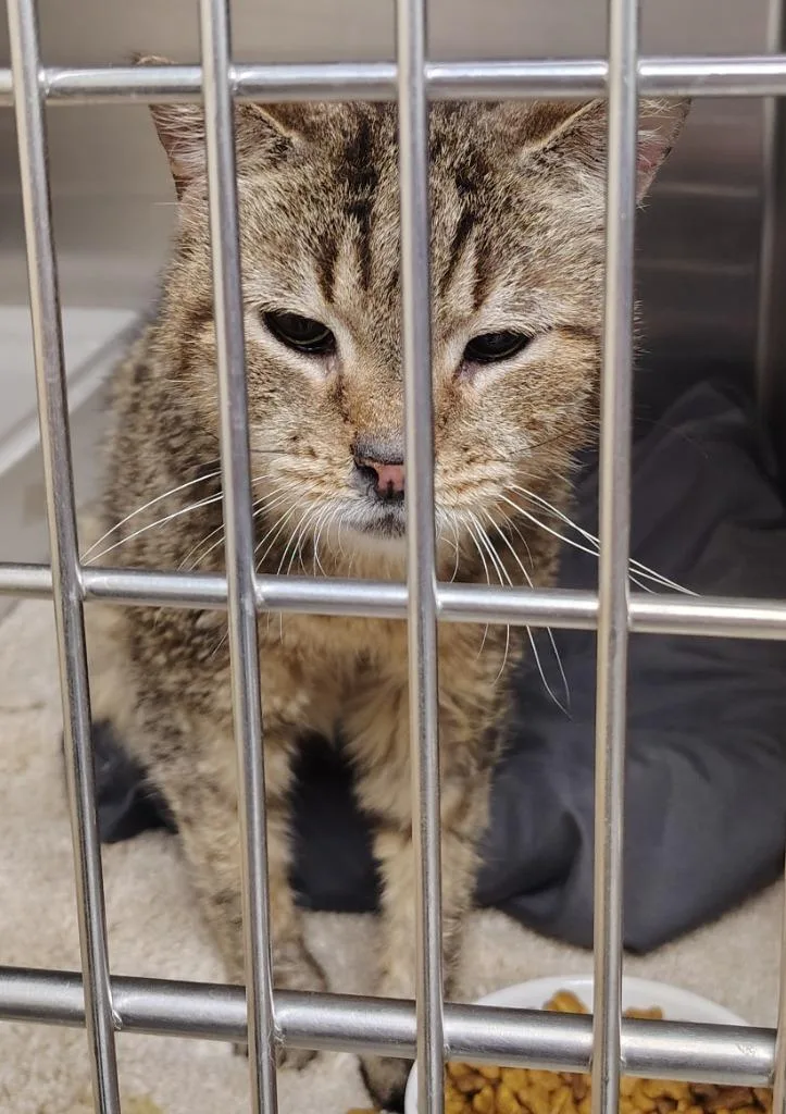 A senior small-sized male Domestic Short Hair cat named Jambo for adoption in Saint Clairsville, OH