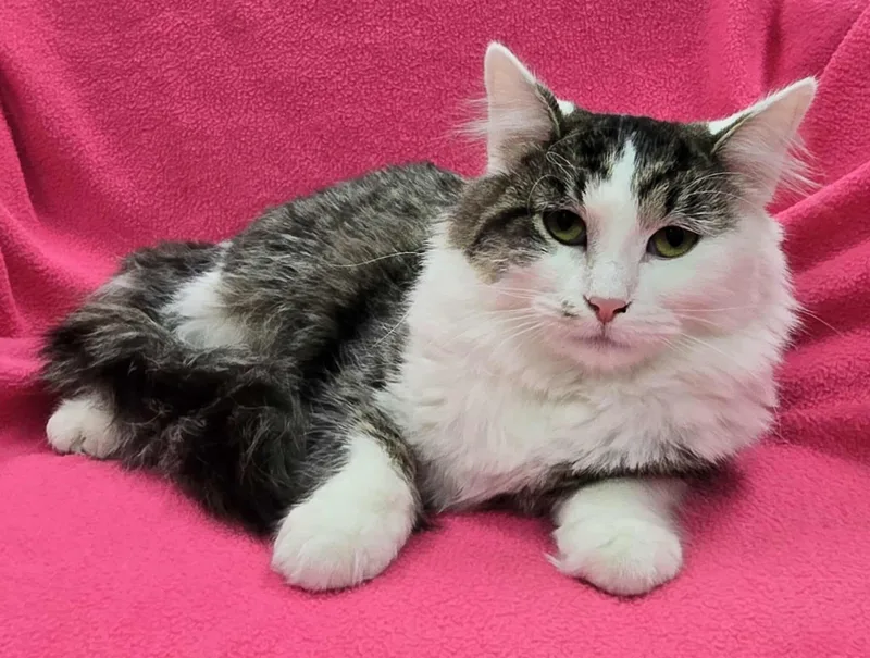 Pistachio thumbnail 3