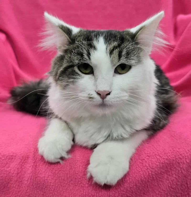 Pistachio thumbnail 4