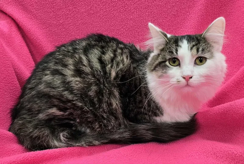 Pistachio thumbnail 5