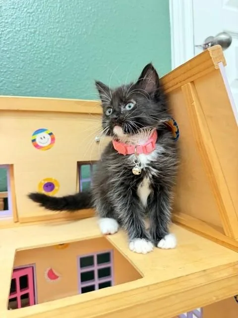 Bellatrix