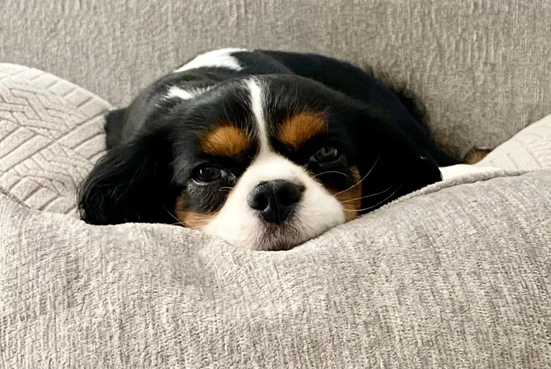 An adult small-sized female Tricolor (Brown, Black, & White) Cavalier King Charles Spaniel dog named Freya for adoption in Cross Roads, TX